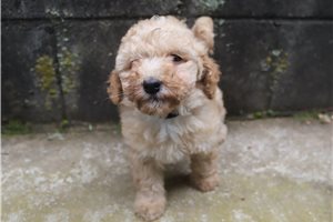 Haven - Poodle, Miniature for sale
