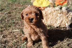 Josiah - puppy for sale
