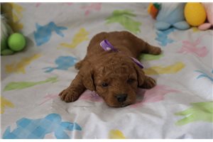 Lorraine - puppy for sale