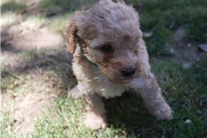 Haven - puppy for sale