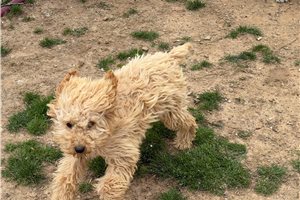 Everly - Poodle, Miniature for sale