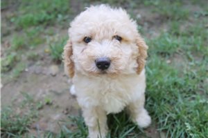 Harvey - Poodle, Miniature for sale
