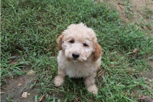 Hayes - Poodle, Miniature for sale