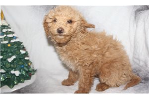 Jaclyn - Miniature Poodle for sale
