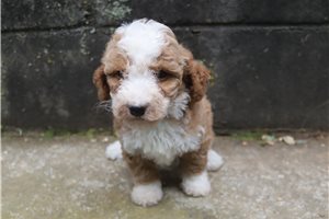 Harmony - Poodle, Miniature for sale