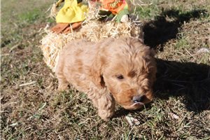Jade - puppy for sale