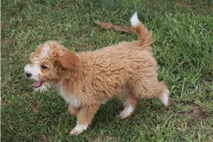 Stormy - puppy for sale
