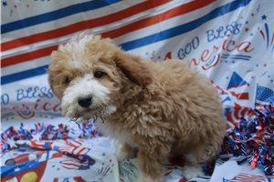 Stormy - puppy for sale