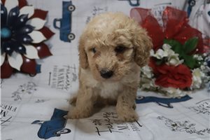 Harvey - Poodle, Miniature for sale