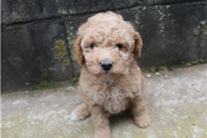 Harriet - Poodle, Miniature for sale