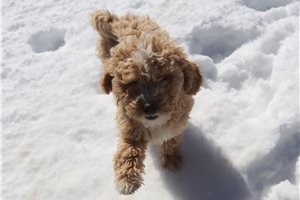 Easton - puppy for sale