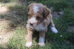 Harper - Poodle, Miniature for sale