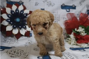 Haven - Poodle, Miniature for sale