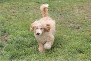Elmo - puppy for sale