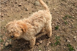 Everly - Poodle, Miniature for sale