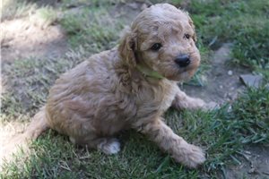 Harriet - puppy for sale