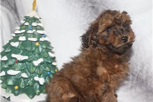 Jugg - Miniature Poodle for sale