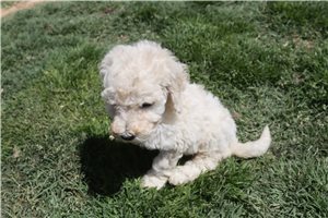 Gemma - Standard Poodle for sale