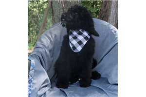 Andrew - Poodle, Standard for sale