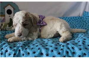 Genesis - Standard Poodle for sale