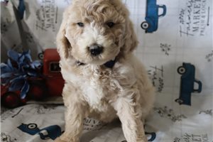 Gianna - Poodle, Standard for sale