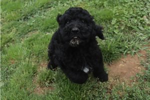 Gregory - Poodle, Standard for sale