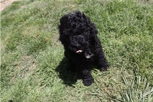 Gregory - Poodle, Standard for sale