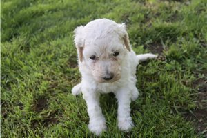 Gemma - Poodle, Standard for sale