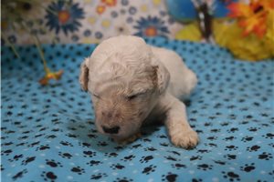 Gemma - Poodle, Standard for sale