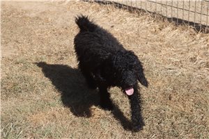 Gregory - Poodle, Standard for sale
