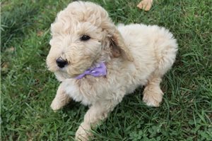 Genevieve - Poodle, Standard for sale