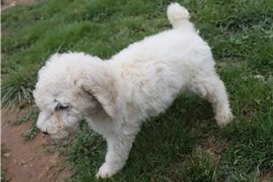 Gemma - Poodle, Standard for sale