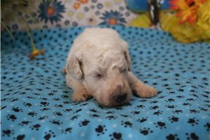 Gideon - puppy for sale