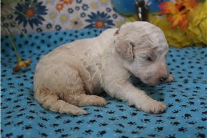 Gordan - puppy for sale