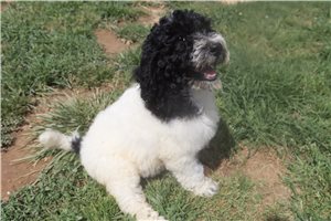 Gina - Poodle, Standard for sale