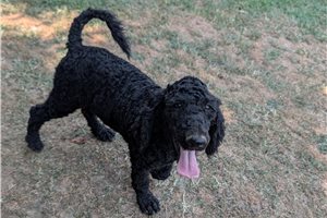 Gregory - Poodle, Standard for sale