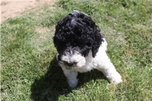 Gina - Standard Poodle for sale