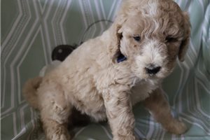 Gianna - Poodle, Standard for sale
