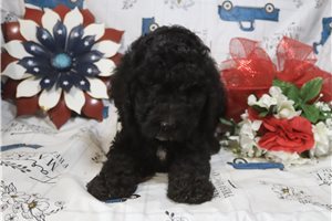 Gregory - Standard Poodle for sale