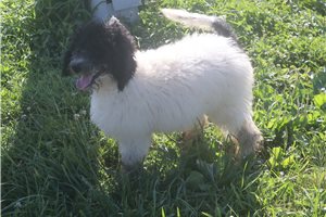 Gina - Poodle, Standard for sale