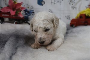 Gideon - Poodle, Standard for sale