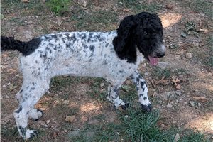 Gina - Poodle, Standard for sale