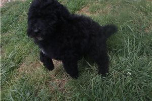 Gregory - Poodle, Standard for sale