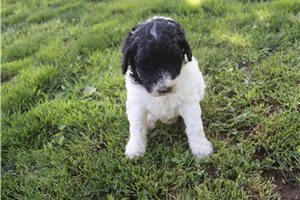 Gina - Poodle, Standard for sale
