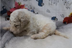Gordan - Poodle, Standard for sale