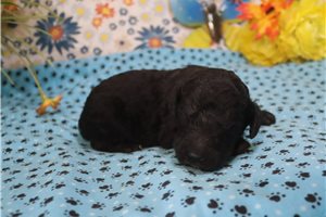 Gregory - puppy for sale