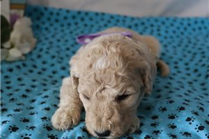 Genevieve - Poodle, Standard for sale