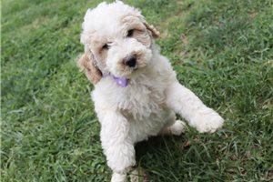 Georgia - Standard Poodle for sale