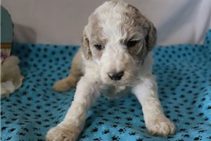 Grace - Standard Poodle for sale