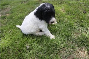 Gina - Standard Poodle for sale